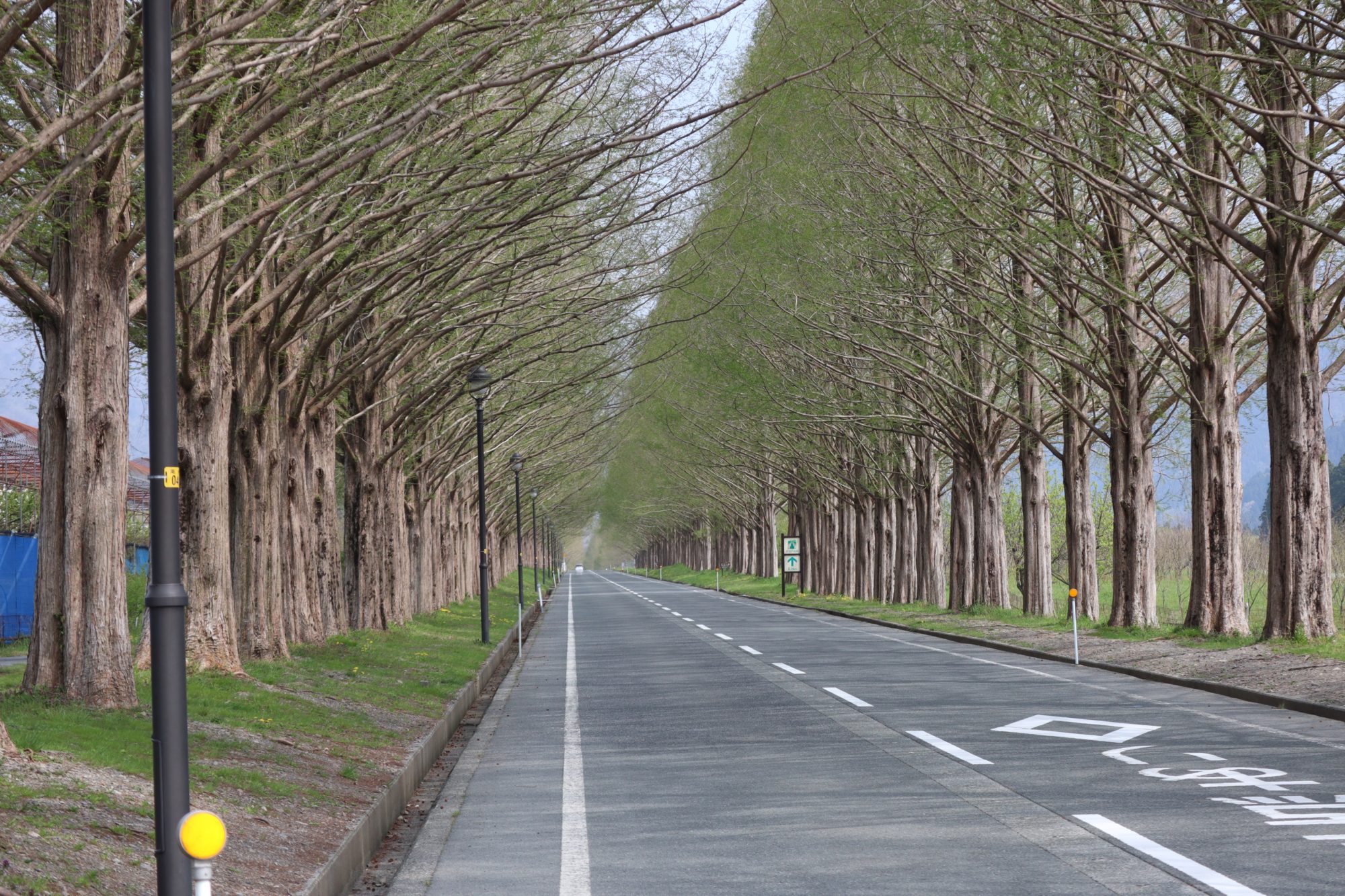滋賀を代表する観光名所 メタセコイア並木 の絶景と見頃をご紹介 高島市