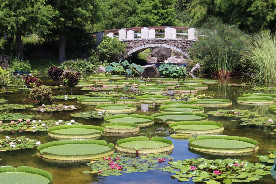 00を超える植物が彩る自然いっぱいの植物園 水生植物公園みずの森 草津市