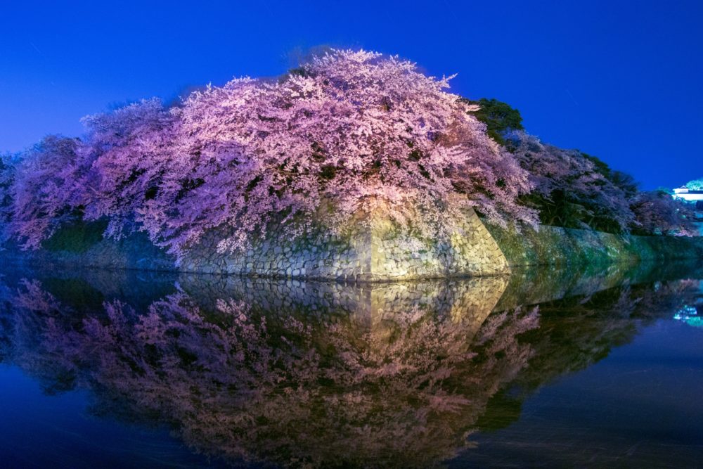 滋賀県で開催される桜ライトアップ 21年 Lomore 滋賀のローカル情報を発信するwebメディア