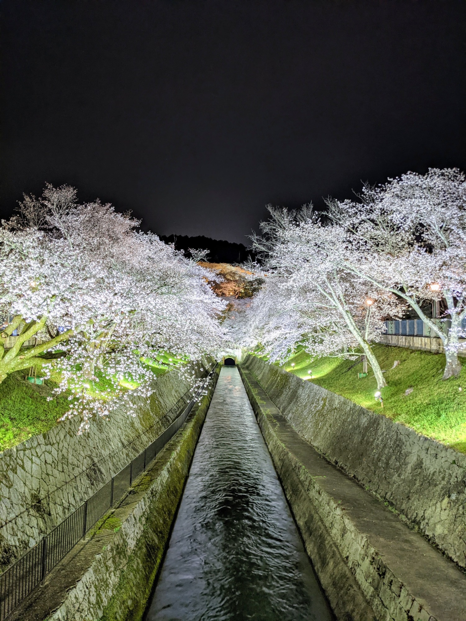最新ライトアップ情報も 滋賀県のオススメ桜スポット 22年版